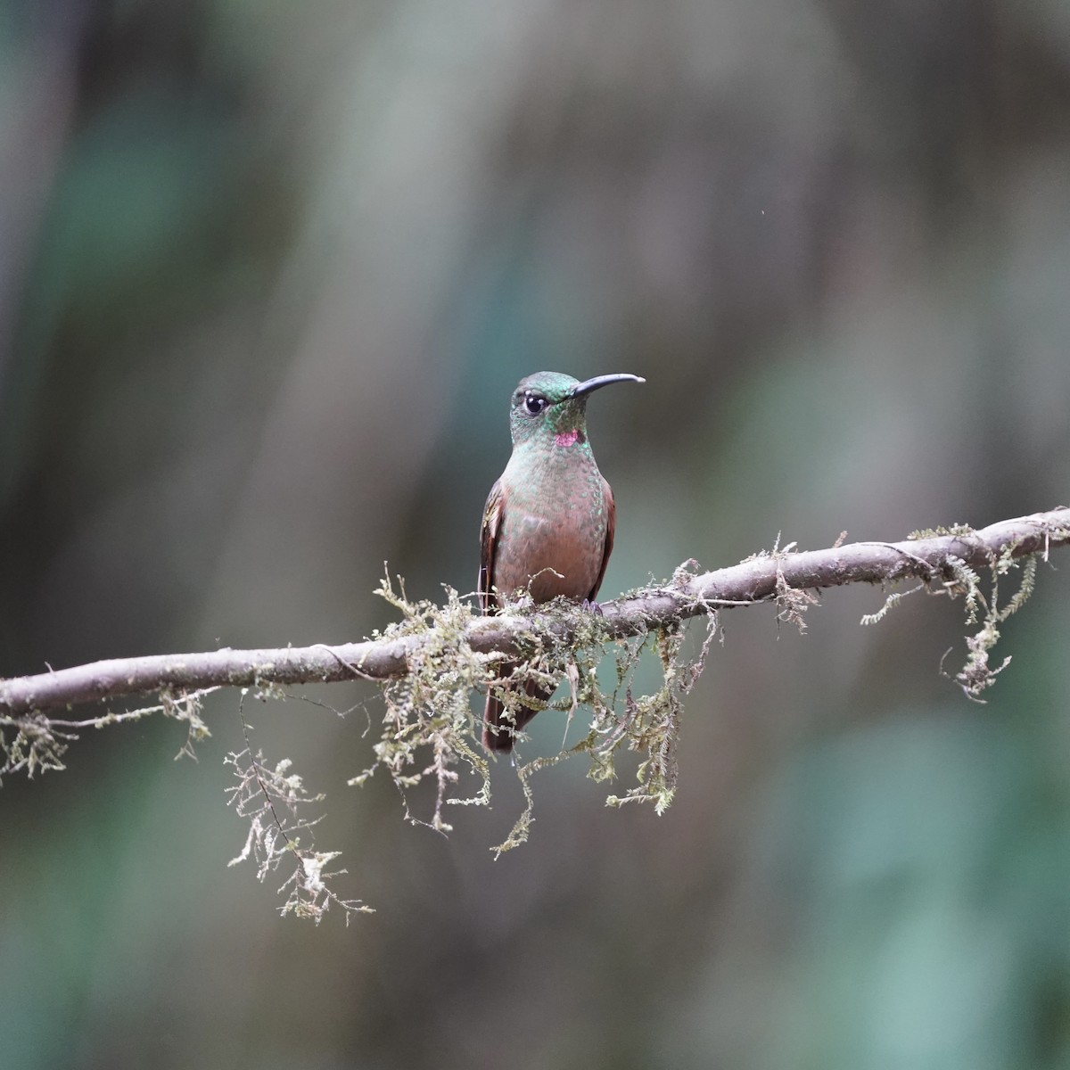 Fawn-breasted Brilliant - ML646773320