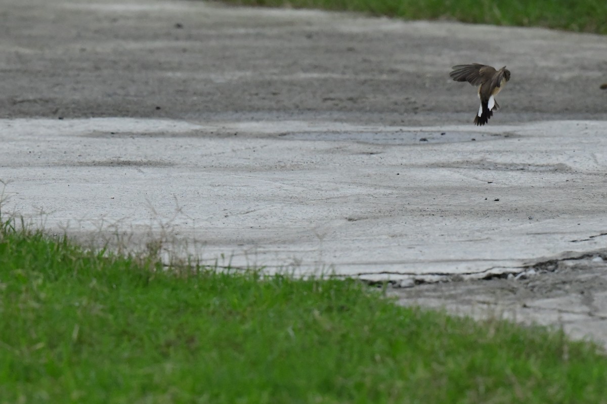 Red-breasted Flycatcher - ML646773321