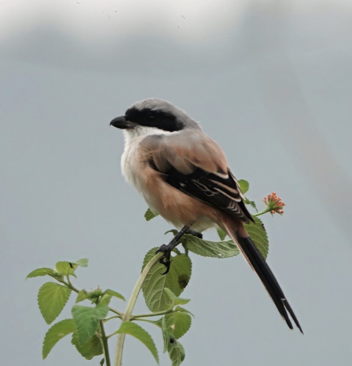 Long-tailed Shrike - ML646773323