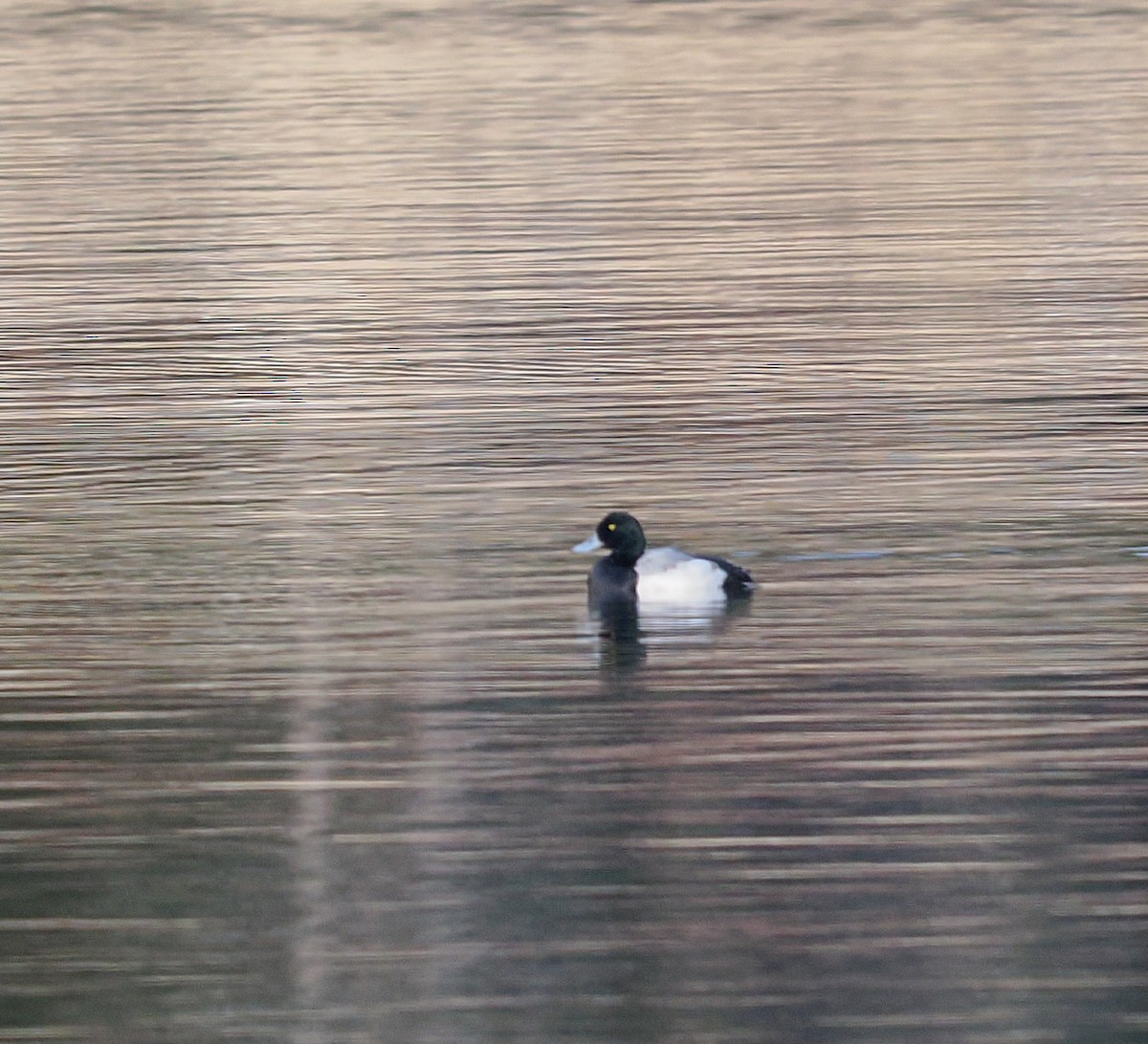 Fuligule milouinan - ML646773324