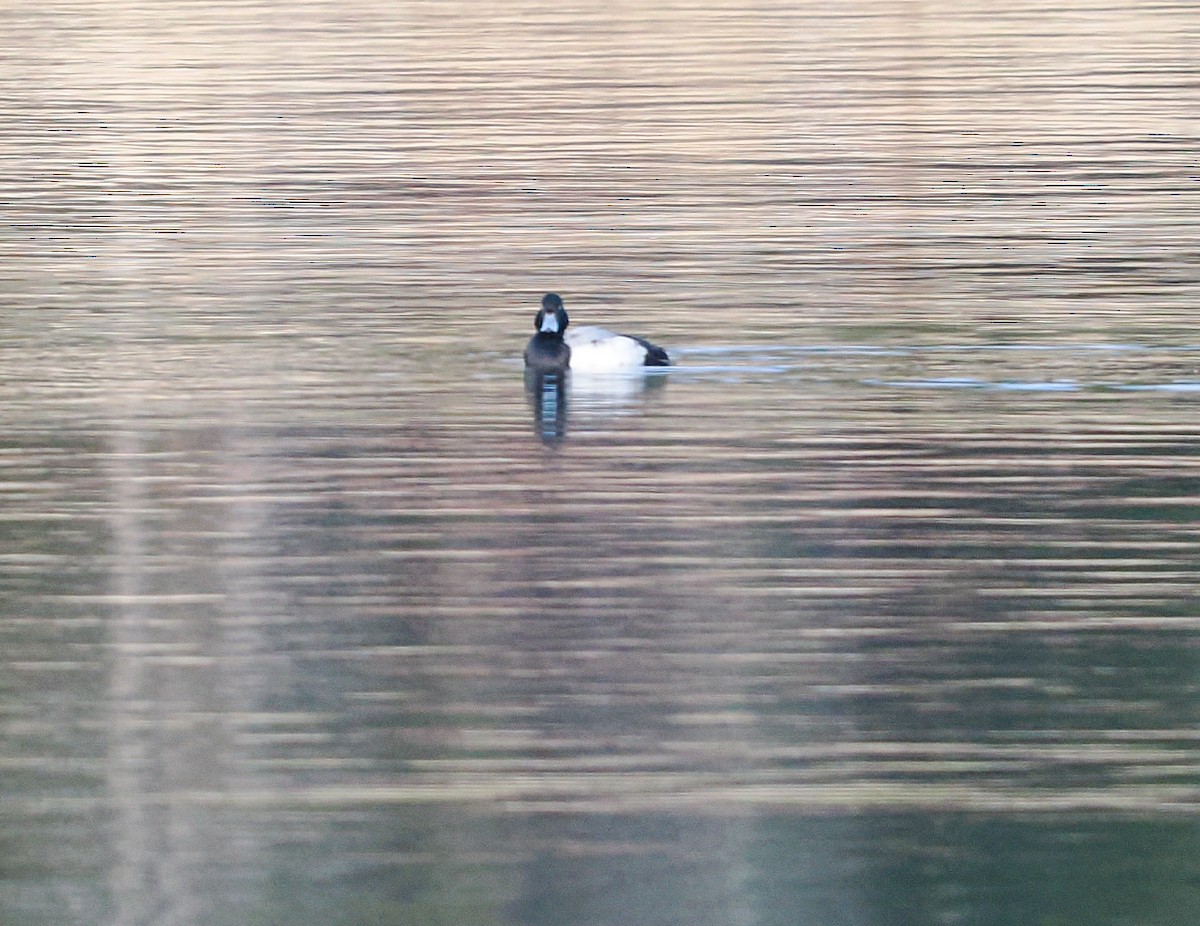 Fuligule milouinan - ML646773325