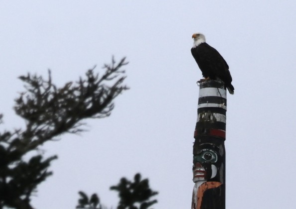 Bald Eagle - ML646773326