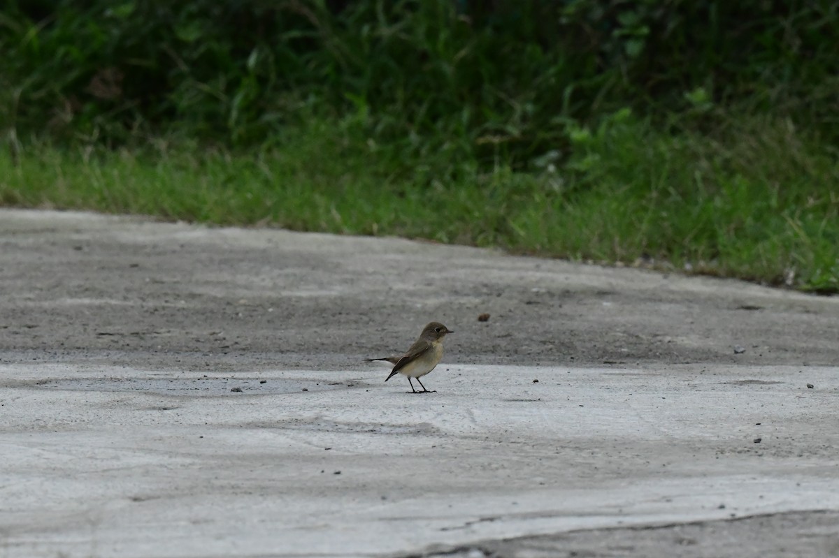Red-breasted Flycatcher - ML646773327