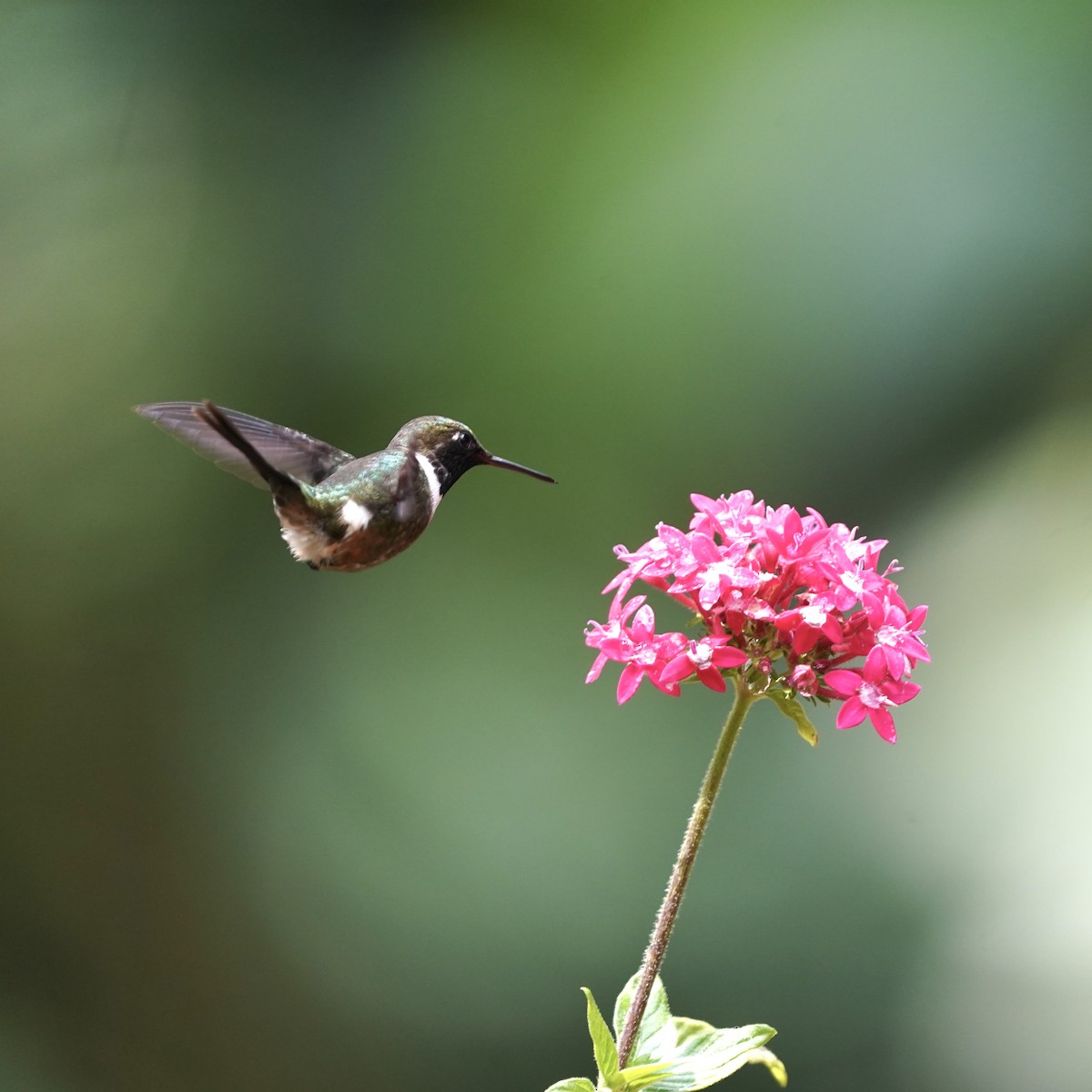 Purple-throated Woodstar - ML646773328