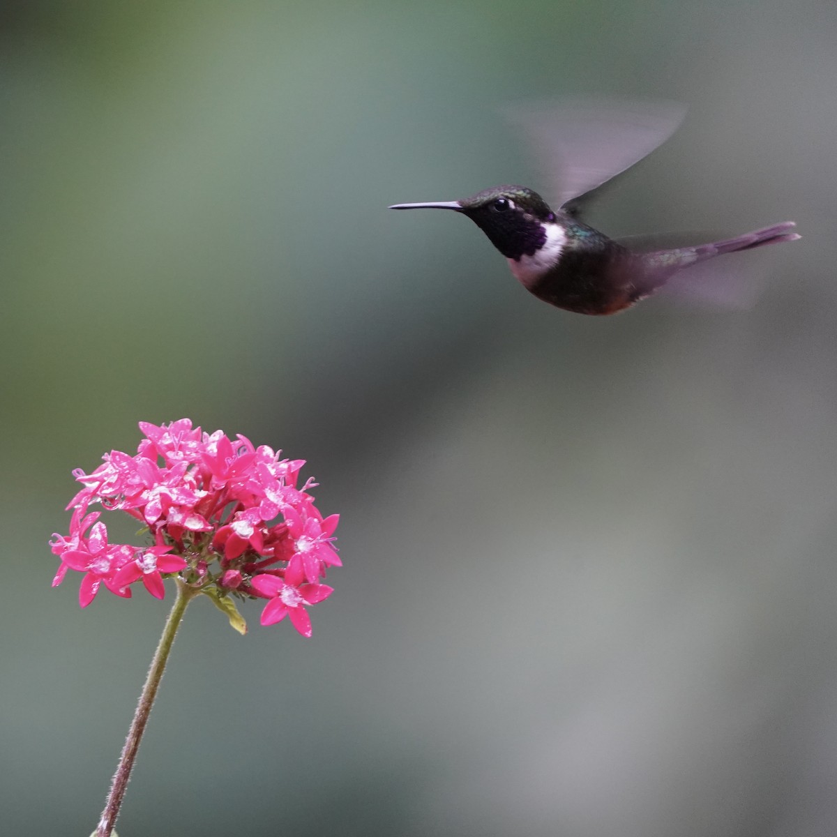 Purple-throated Woodstar - ML646773329