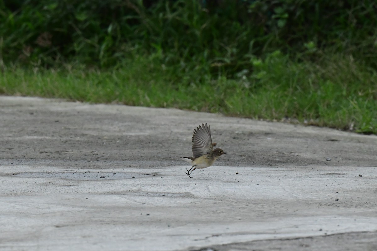 Red-breasted Flycatcher - ML646773330