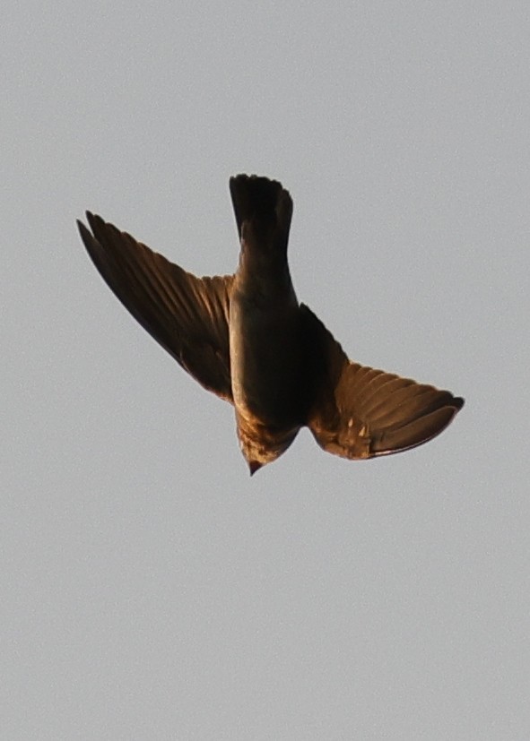 Cliff Swallow (pyrrhonota Group) - ML646773331
