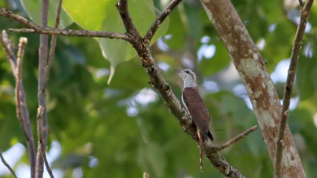 Banded Bay Cuckoo - ML646773332