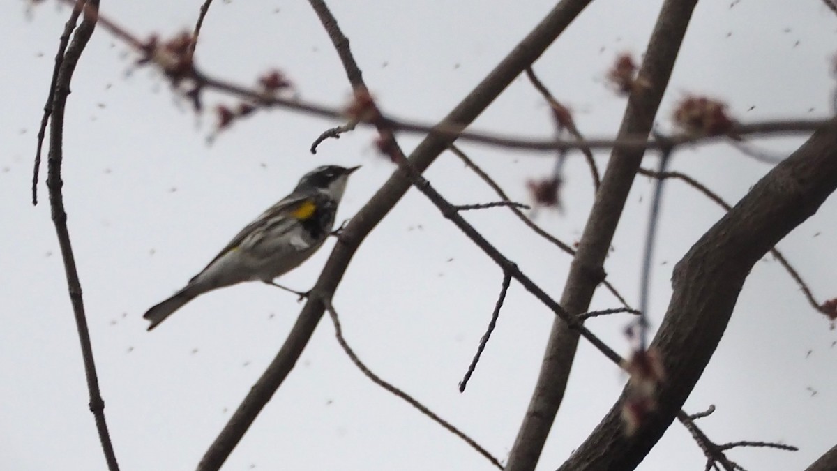 Yellow-rumped Warbler - ML646773333