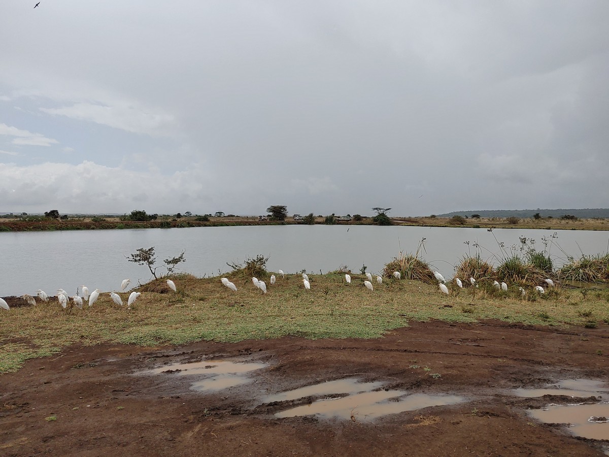 Western Cattle-Egret - ML646773334