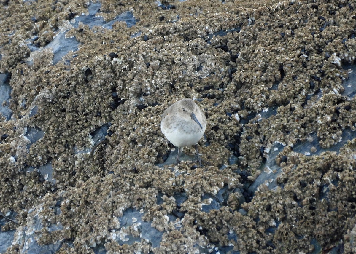 Dunlin - ML646773337