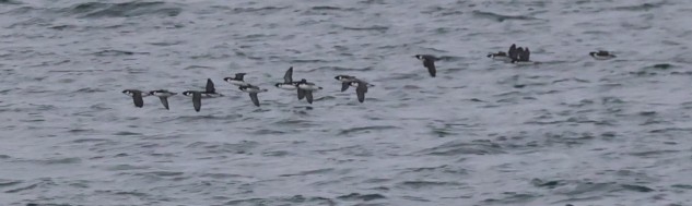 Моржик чорногорлий - ML646773342