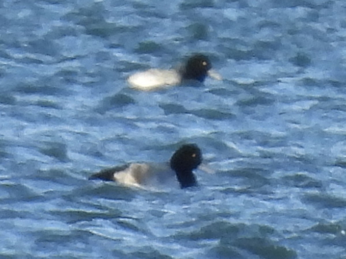 Greater Scaup - ML646773345