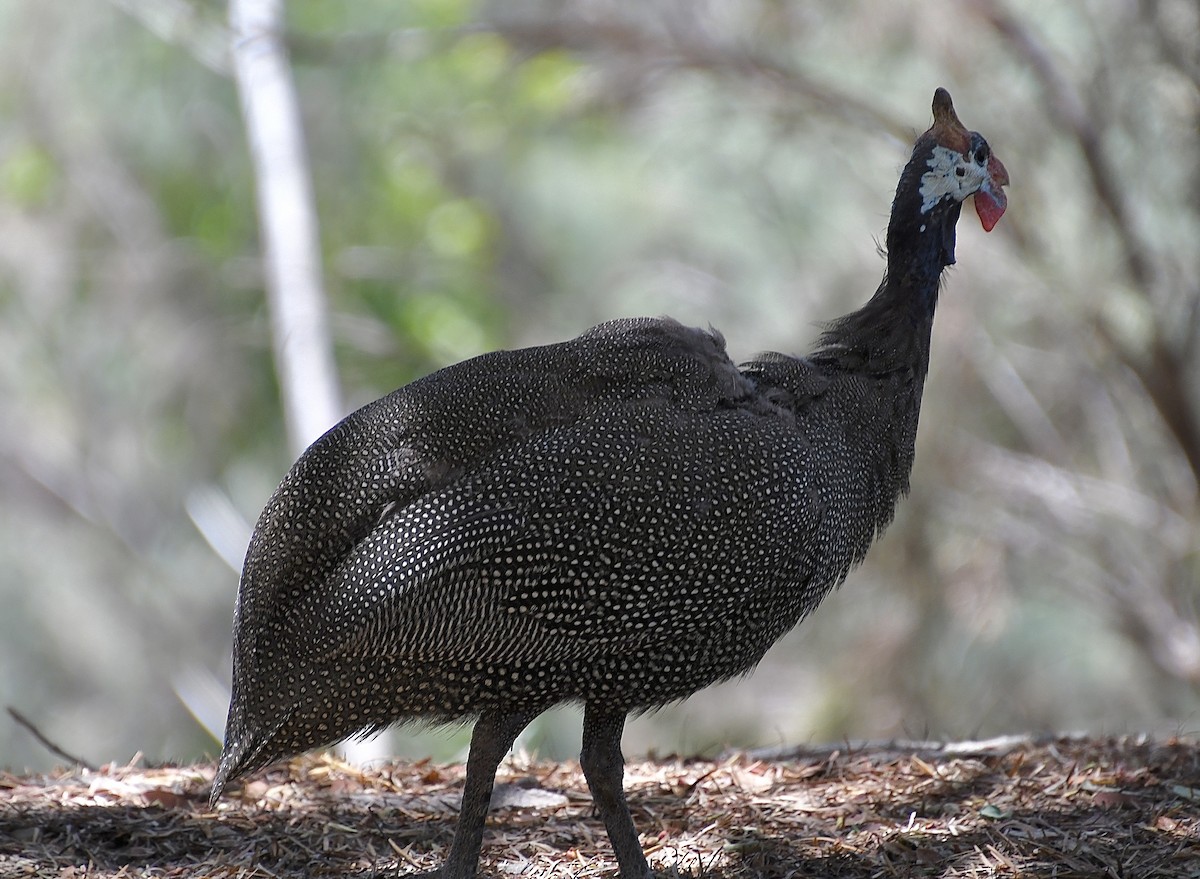 Beçtavuğu - ML646773346