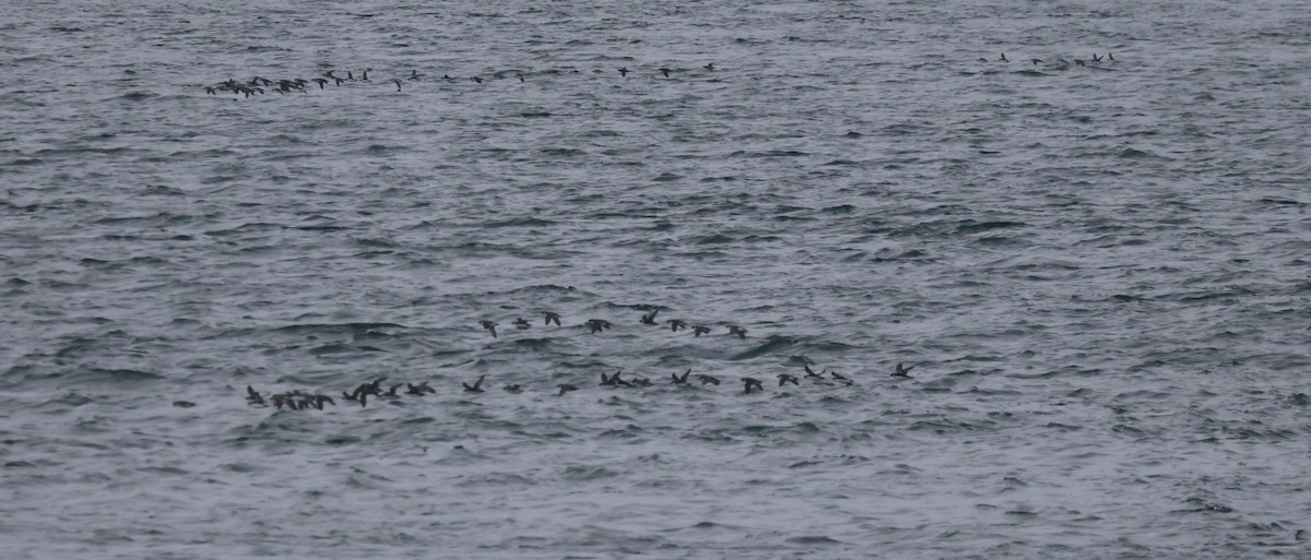 Моржик чорногорлий - ML646773347