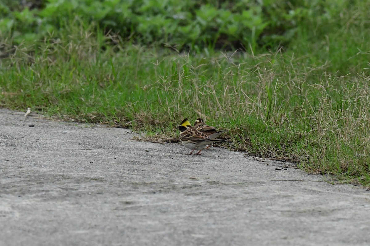 Желтогорлая овсянка - ML646773348