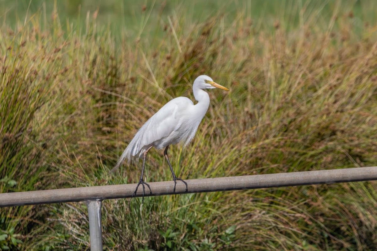 Plumed Egret - ML646773349
