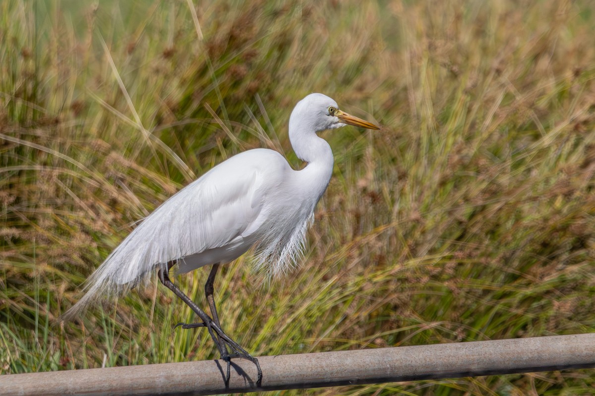 Plumed Egret - ML646773350