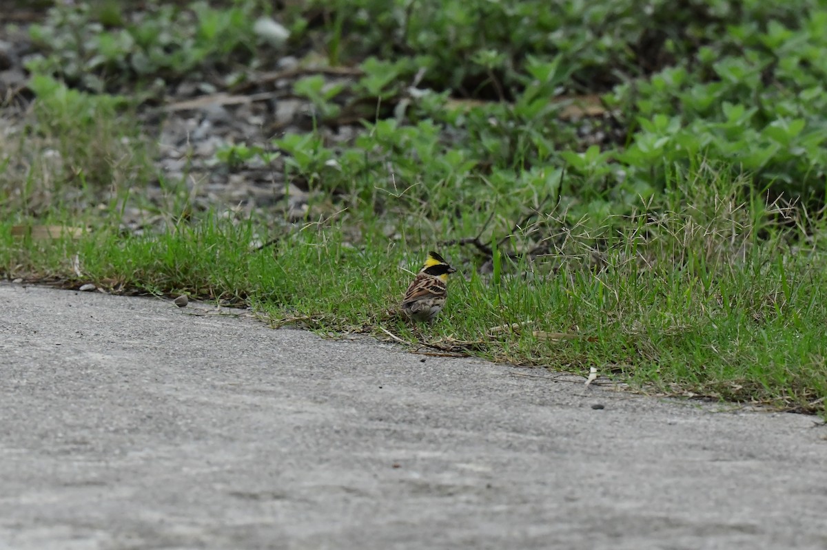 Желтогорлая овсянка - ML646773351