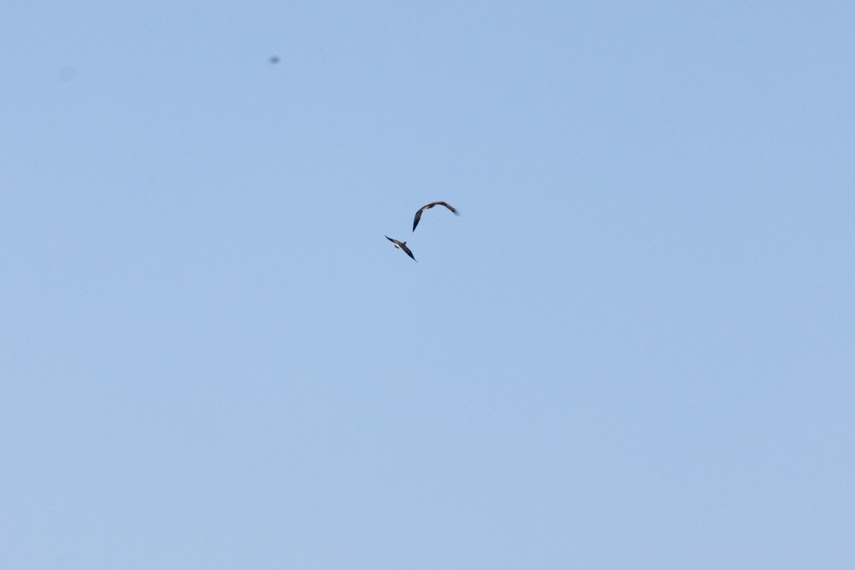 Коршун-свистун - ML646773352