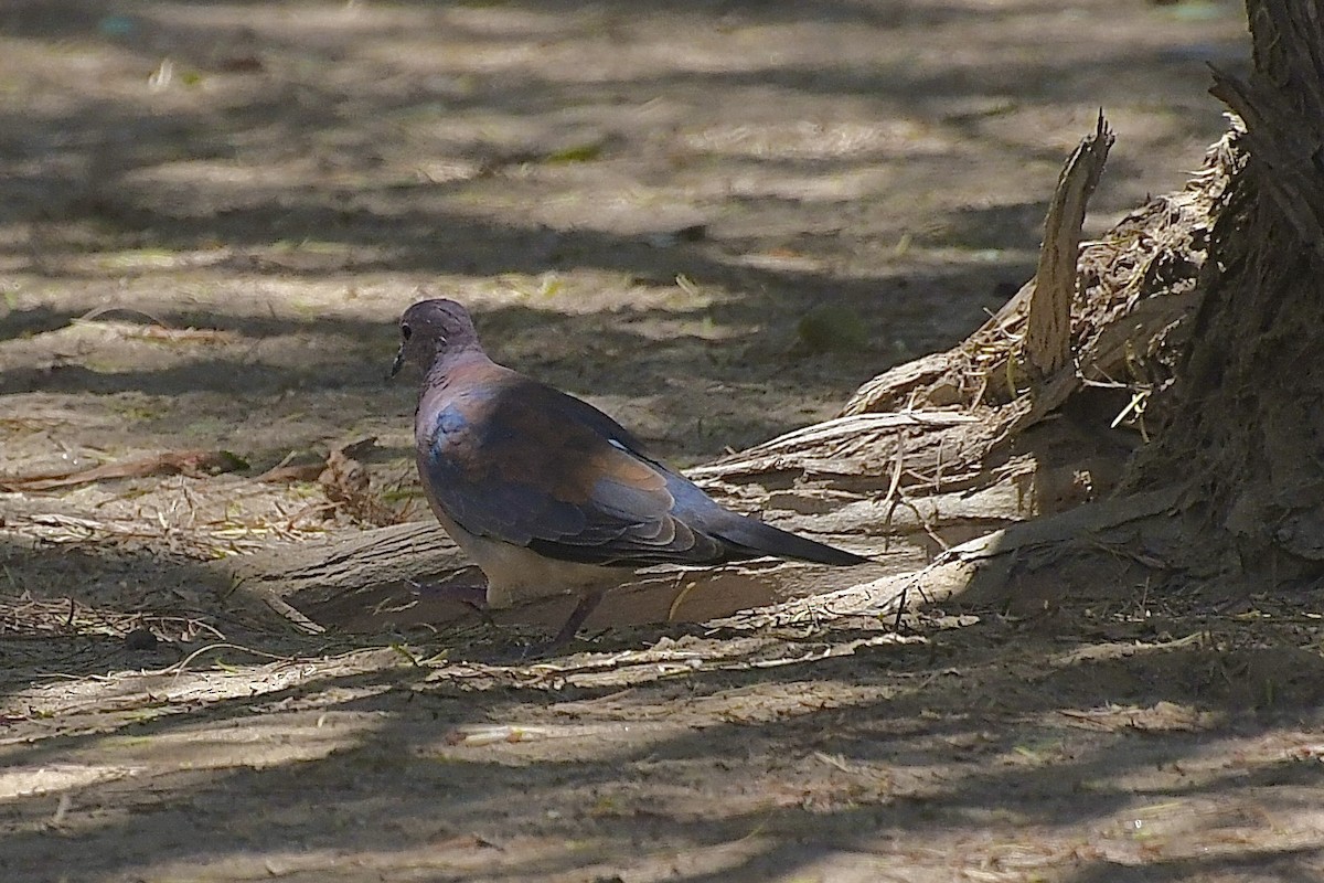 Малая горлица - ML646773353