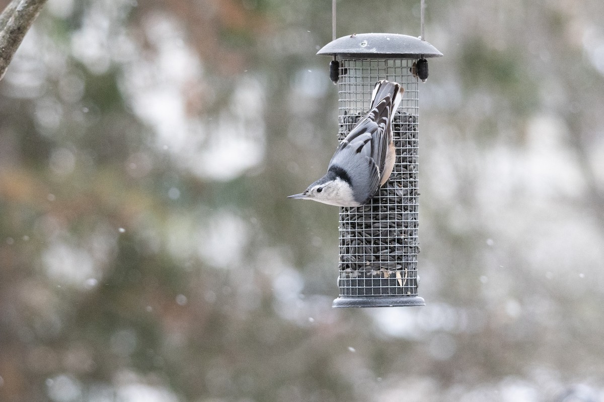 Каролинский поползень - ML646773354