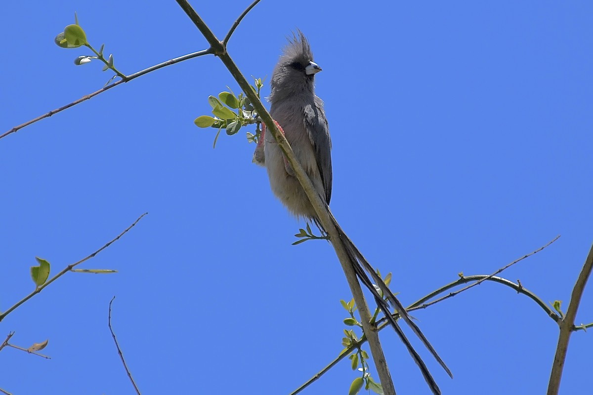 Белоспинная птица-мышь - ML646773358