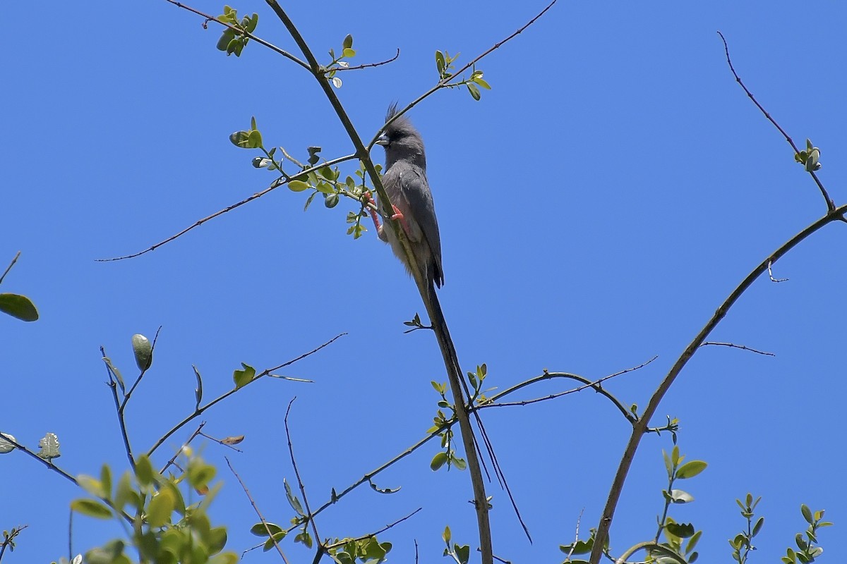 Белоспинная птица-мышь - ML646773359