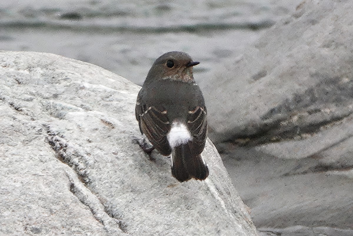 Сизая горихвостка - ML646773360