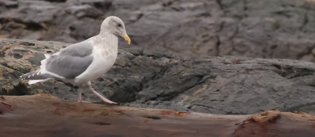 Серокрылая чайка - ML646773361