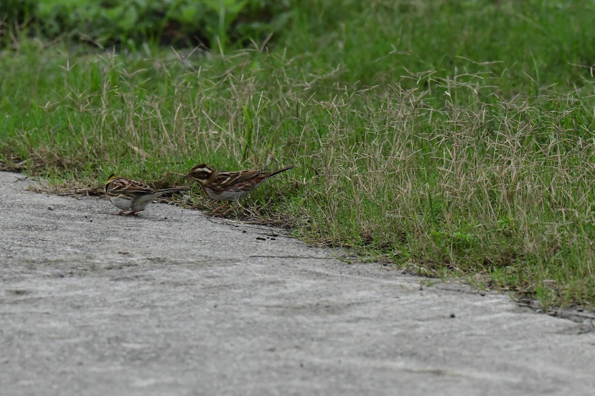 Желтогорлая овсянка - ML646773362