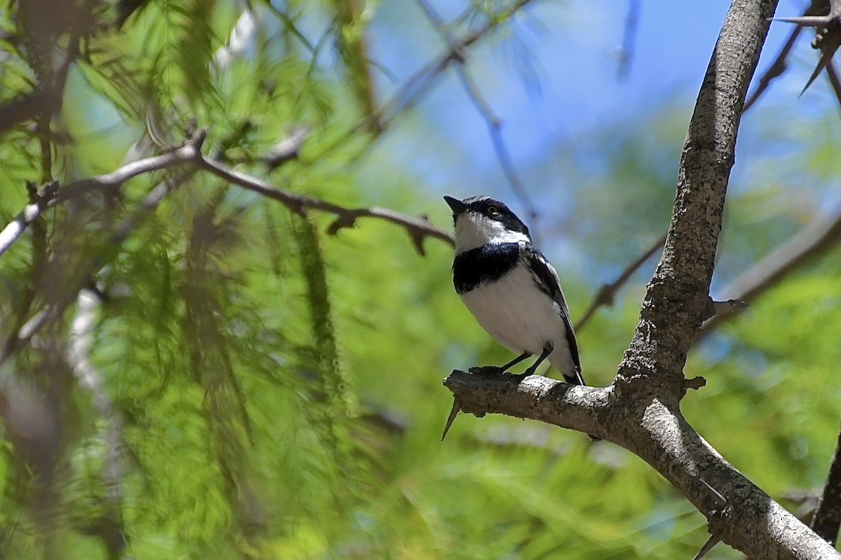 Вельдский батис - ML646773363