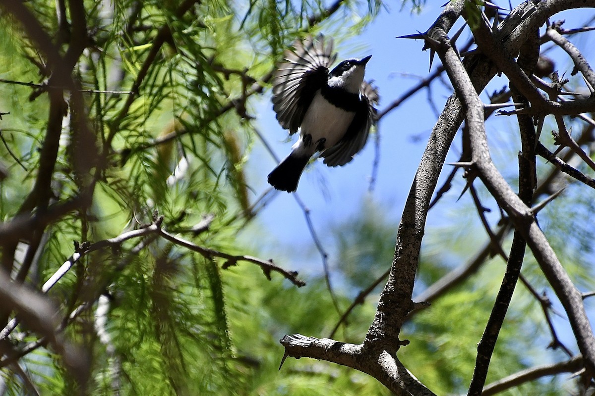Вельдский батис - ML646773364