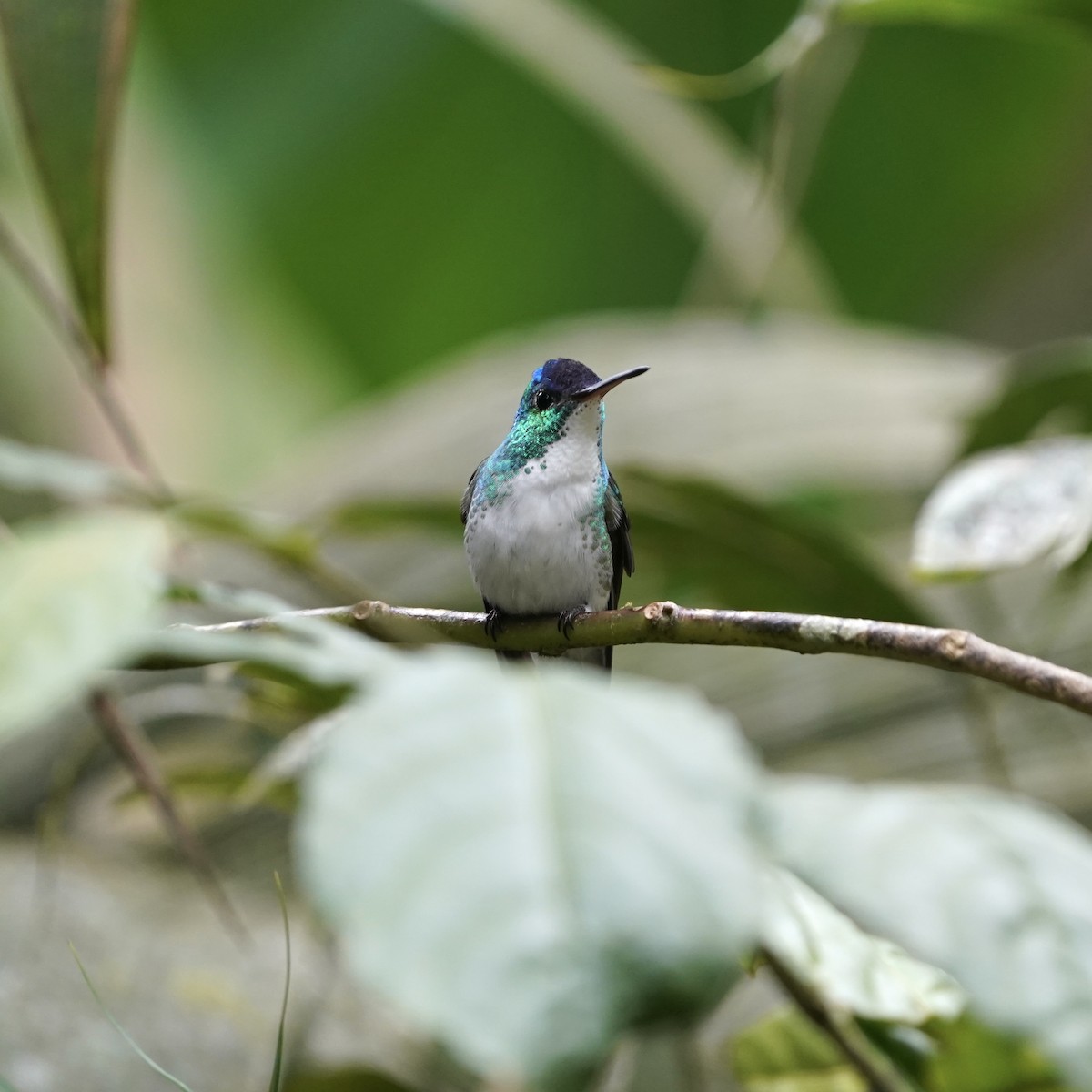 Андская амазилия - ML646773365