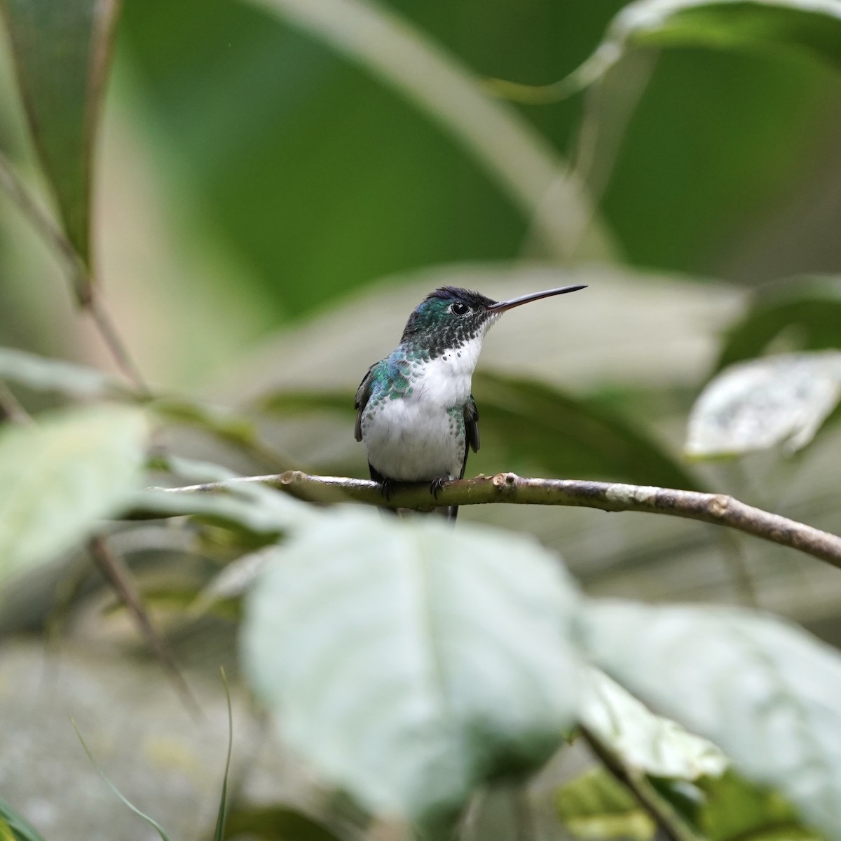 Андская амазилия - ML646773366