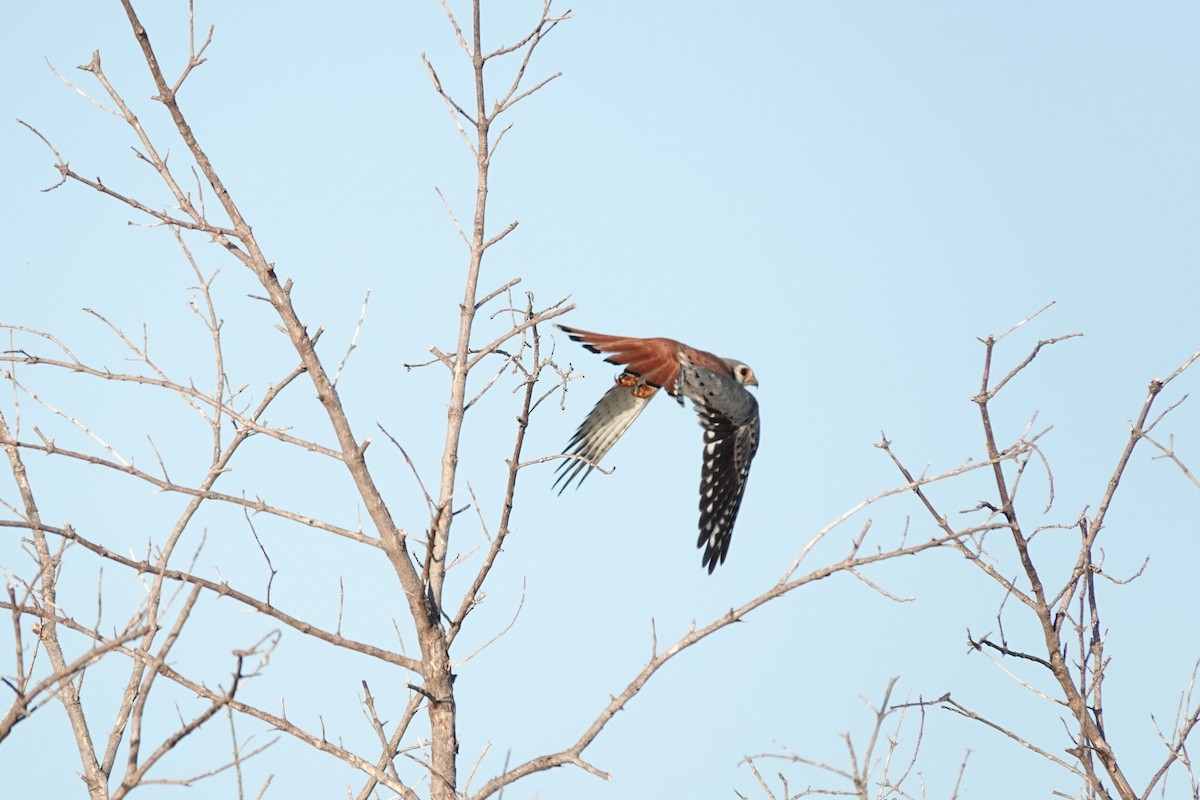 Воробьиная пустельга - ML646773367