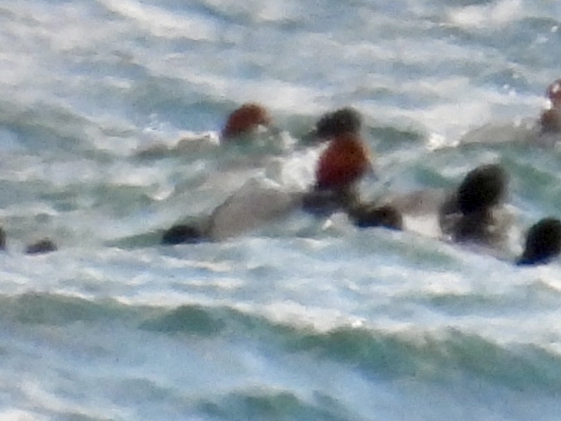 Американский нырок - ML646773368