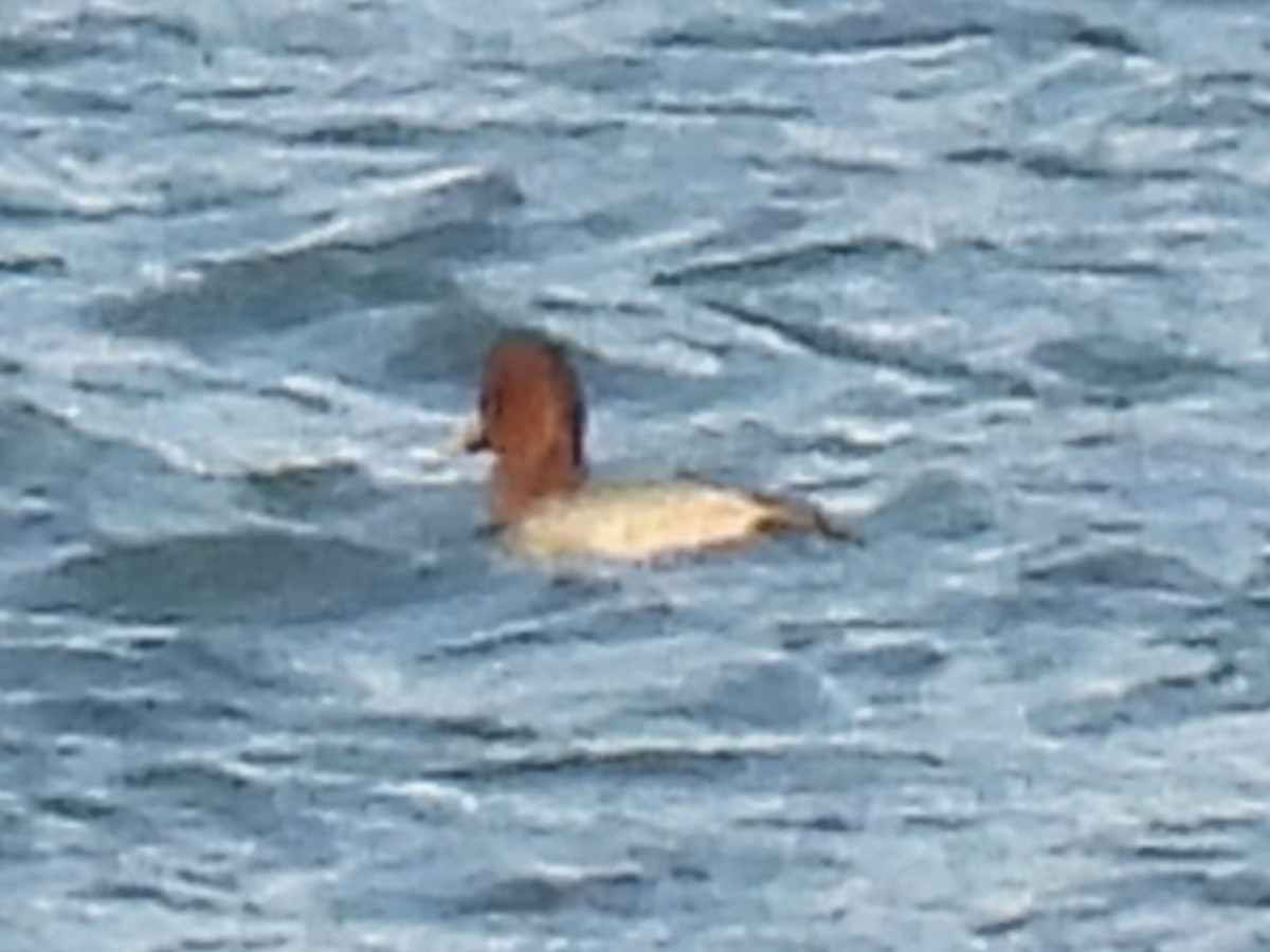 Американский нырок - ML646773369