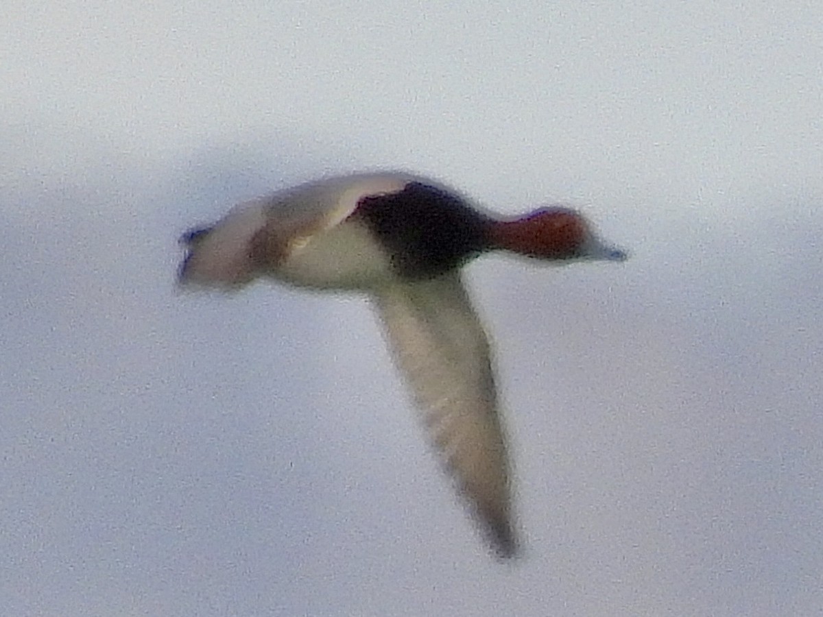 Американский нырок - ML646773370