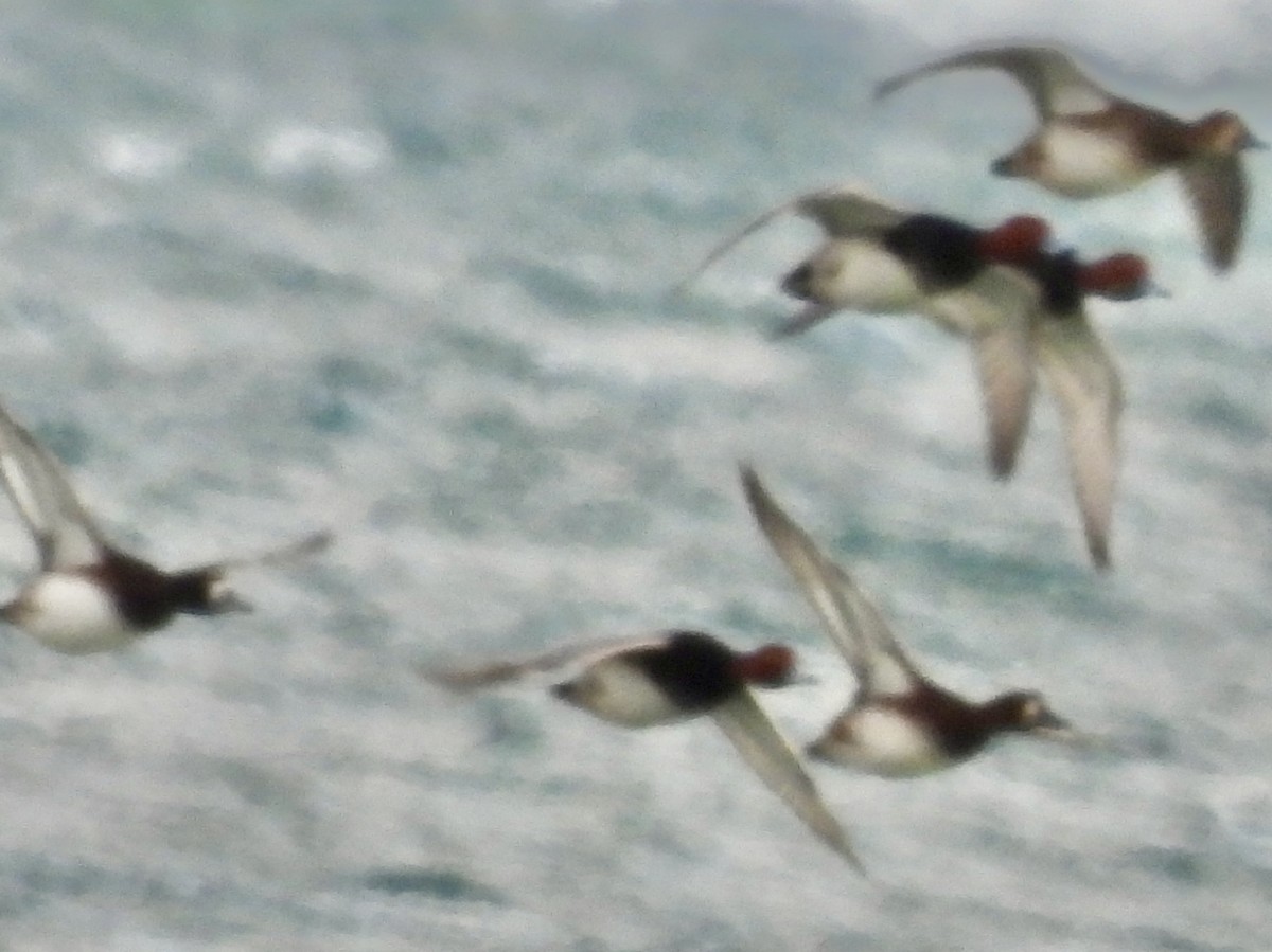 Американский нырок - ML646773371