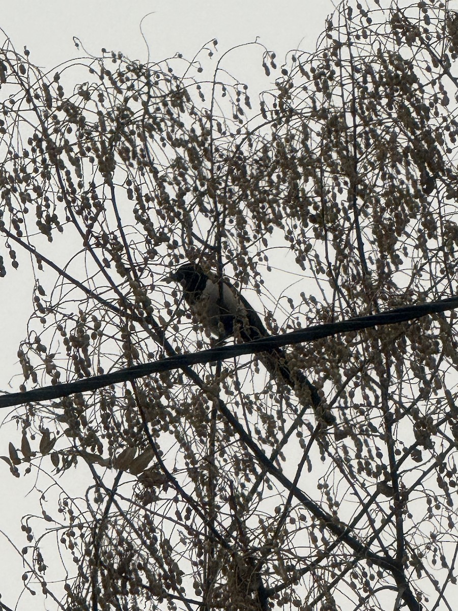 Сорока - ML646773372