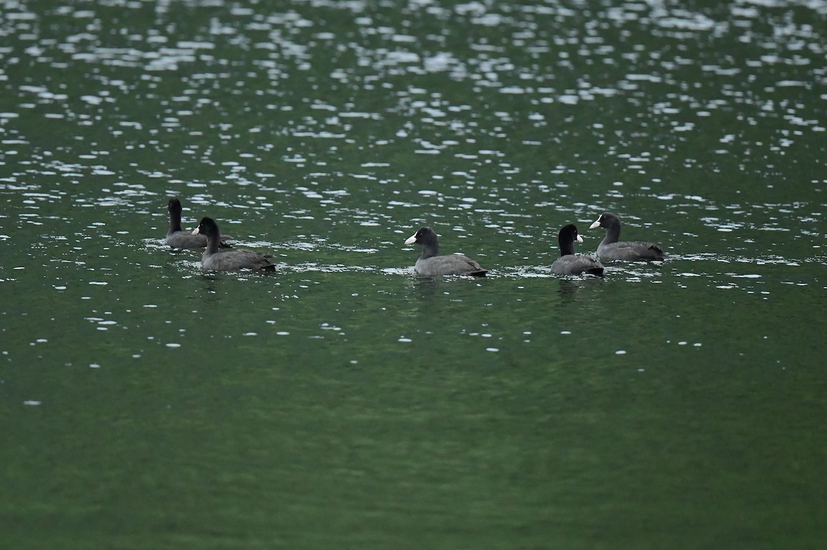 Лысуха - ML646773374