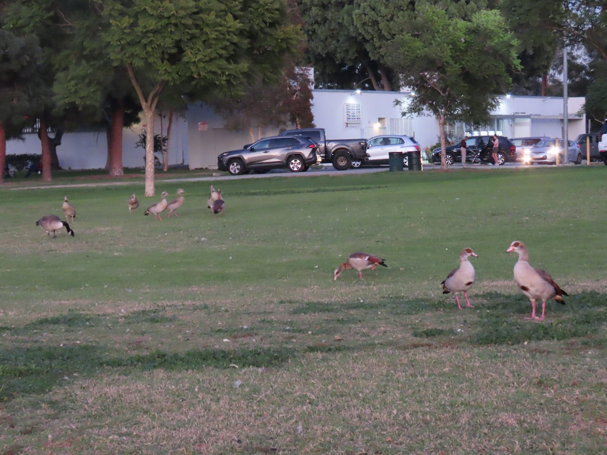 Нильский гусь - ML646773375