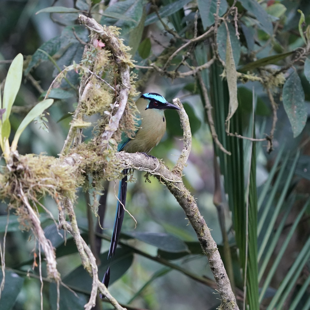 Горный момот - ML646773377