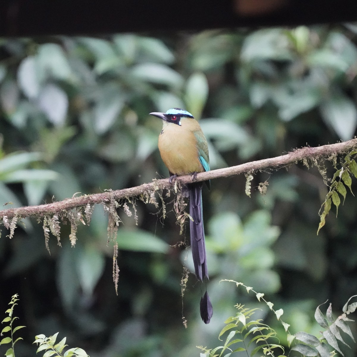 Горный момот - ML646773378