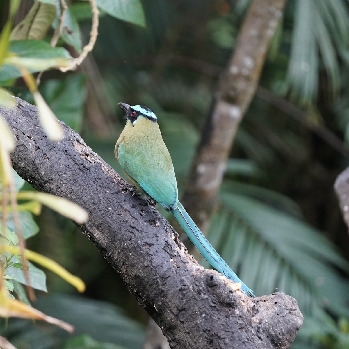 Горный момот - ML646773379