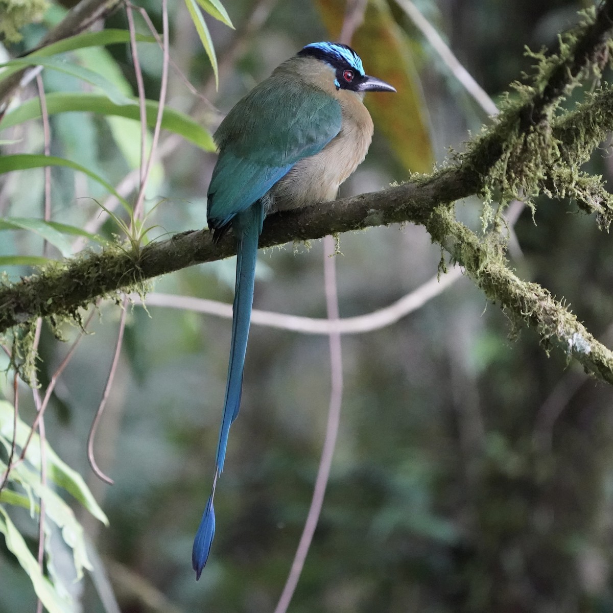 Горный момот - ML646773380