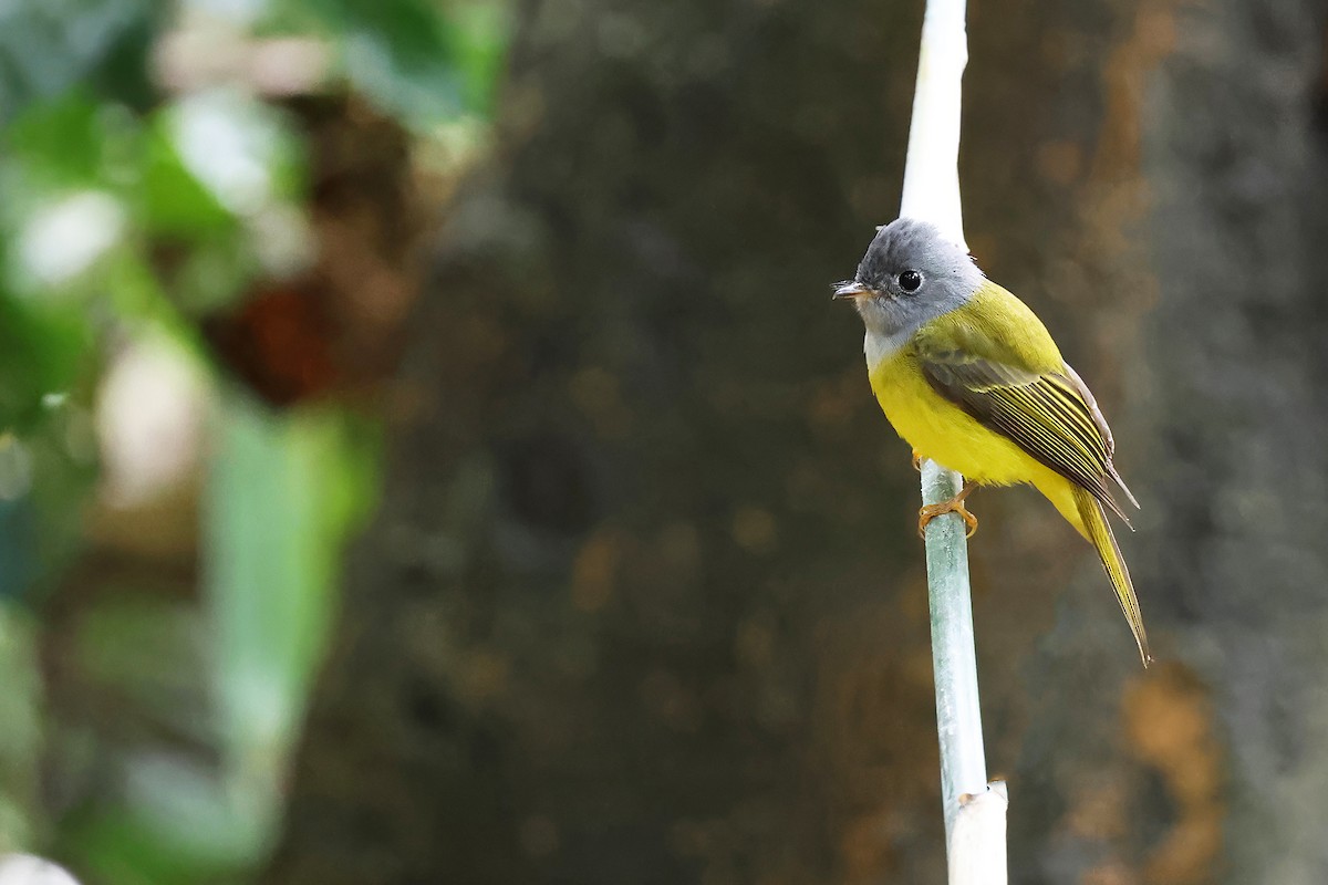 Сероголовая комароловка - ML646773381