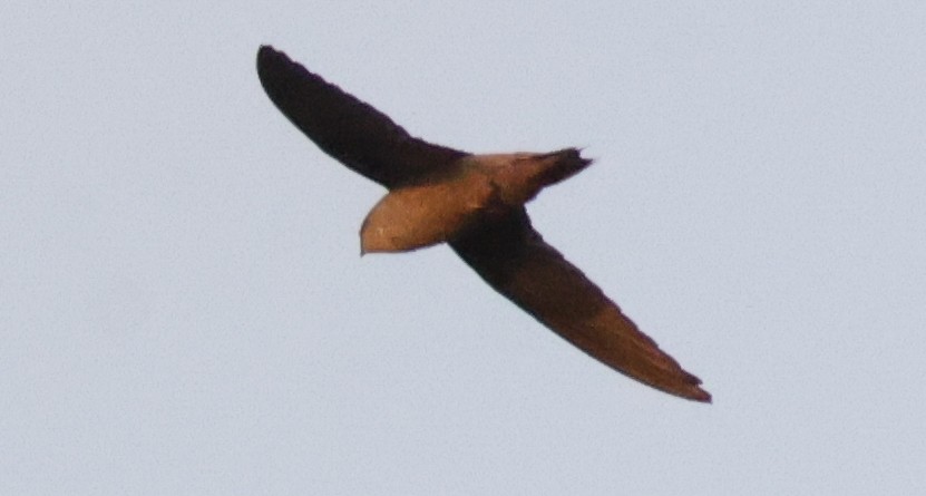 Дымчатый иглохвост - ML646773382