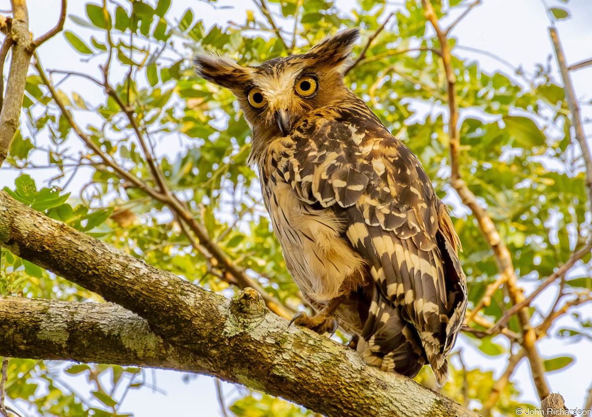 malayfiskeugle - ML646773383